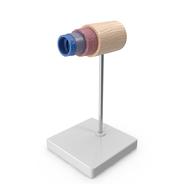 Anatomical Model of Vein in Cross Section on Shaft PNG & PSD Images