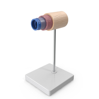 Anatomical Model of Vein in Cross Section on Shaft PNG & PSD Images