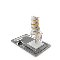 Anatomical Model of Spine with Orthopedic Mallet PNG & PSD Images