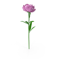 Peony PNG & PSD Images