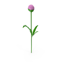 Peony PNG & PSD Images