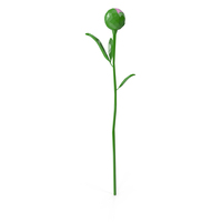 Peony PNG & PSD Images