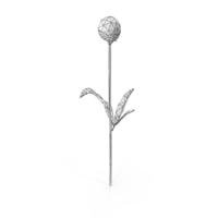 Wireframe Peony Flower PNG & PSD Images