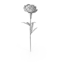 Wireframe Peony Flower PNG & PSD Images