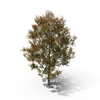 Oak Tree Autumn PNG & PSD Images