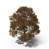 Oak Tree Autumn PNG & PSD Images