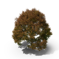 Oak Tree Autumn PNG & PSD Images