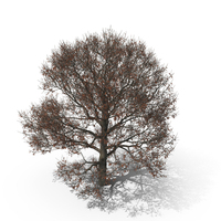 Oak Tree Winter PNG & PSD Images