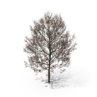 Oak Tree Winter PNG & PSD Images
