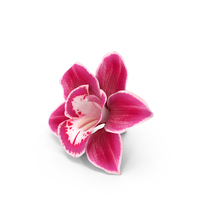 Orchids red PNG & PSD Images