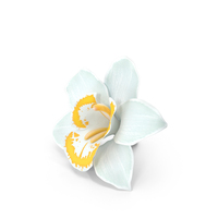 Orchids White PNG & PSD Images