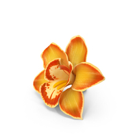 Orchids Yellow PNG & PSD Images