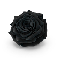 Realistic Black Rose PNG & PSD Images