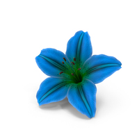 Realistic Lily Blue PNG & PSD Images