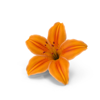 Realistic Lily Orangerar PNG & PSD Images