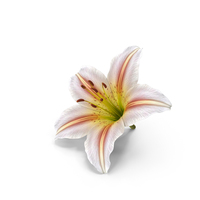 Realistic Lily White PNG & PSD Images