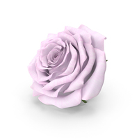 Realistic Pink Rose PNG & PSD Images