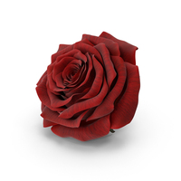 Realistic Red Rose PNG & PSD Images