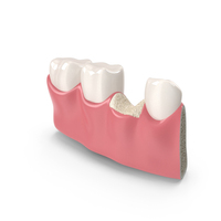 Dental Anatomy PNG & PSD Images