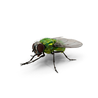 Realistic Housefly Insect PNG & PSD Images