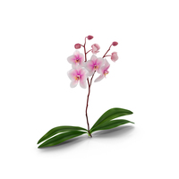 Orchid PNG & PSD Images