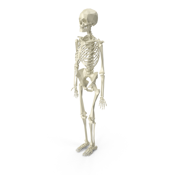Low Poly Skeleton PNG & PSD Images
