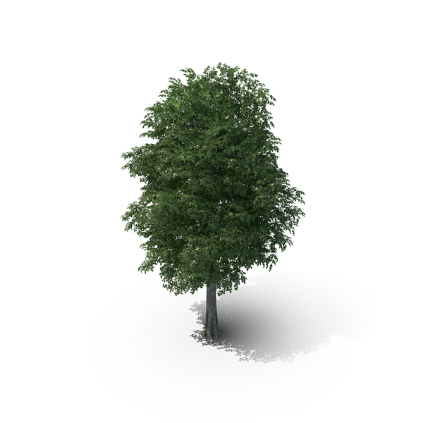 10 Meter Rock Elm Tree PNG Images & PSDs for Download | PixelSquid ...