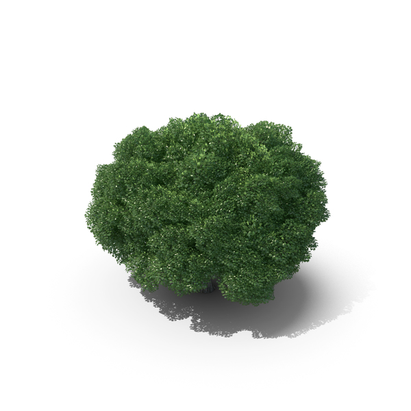 11 Meter Norway Maple Tree PNG & PSD Images 11 Meter Norway Maple Tree PNG & PSD Images