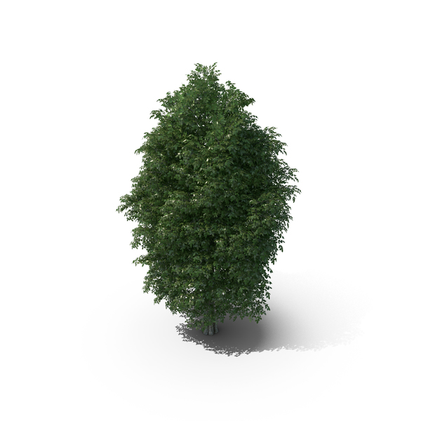 13 Meter Rock Elm Tree PNG & PSD Images 13 Meter Rock Elm Tree PNG & PSD Images