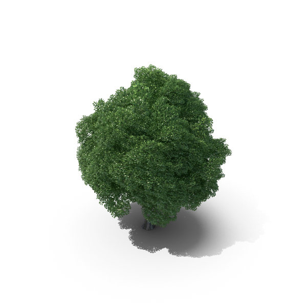 14 Meter Norway Maple Tree PNG & PSD Images 14 Meter Norway Maple Tree PNG & PSD Images
