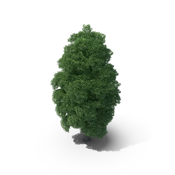 15 Meter Norway Maple Tree PNG & PSD Images 15 Meter Norway Maple Tree PNG & PSD Images