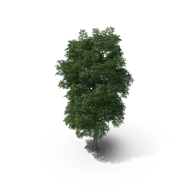 Elm Tree Png Images & Psds For Download 