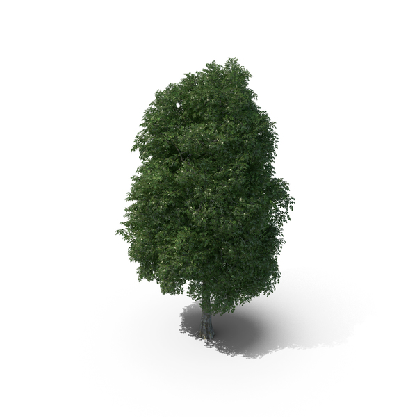 Elm Tree PNG Images & PSDs for Download | PixelSquid - S10579667E