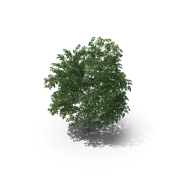 3 Meter Rock Elm Tree PNG & PSD Images 3 Meter Rock Elm Tree PNG & PSD Images