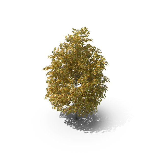 4 Meter Autumn Rock Elm Tree PNG & PSD Images 4 Meter Autumn Rock Elm Tree PNG & PSD Images