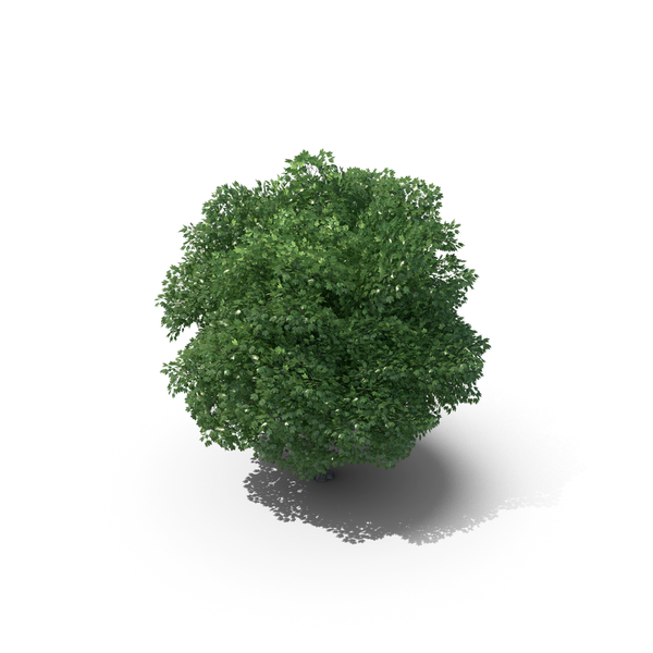6 Meter Norway Maple Tree PNG & PSD Images 6 Meter Norway Maple Tree PNG & PSD Images