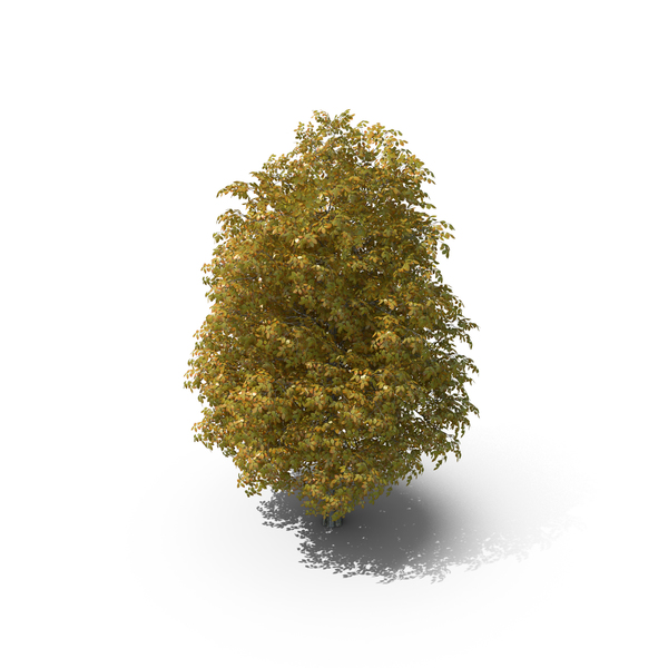 7 Meter Autumn Rock Elm Tree PNG & PSD Images 7 Meter Autumn Rock Elm Tree PNG & PSD Images