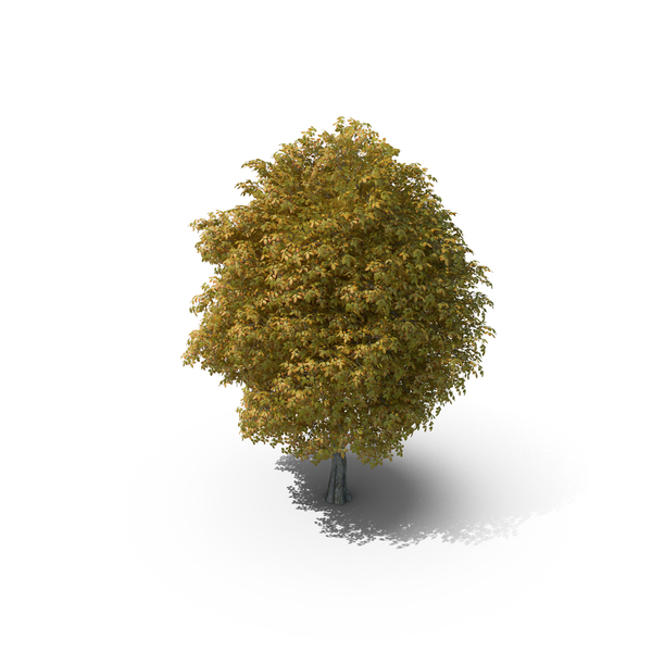 8 Meter Autumn Rock Elm Tree PNG & PSD Images 8 Meter Autumn Rock Elm Tree PNG & PSD Images