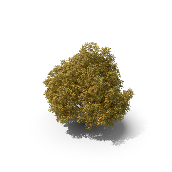 9 Meter Autumn Rock Elm Tree PNG & PSD Images 9 Meter Autumn Rock Elm Tree PNG & PSD Images