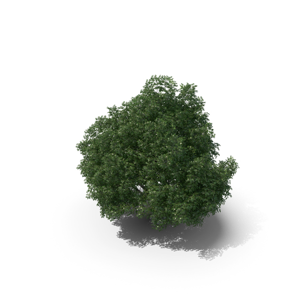 9 Meter Rock Elm Tree PNG & PSD Images 9 Meter Rock Elm Tree PNG & PSD Images
