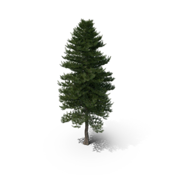 Grand: Abies Concolor 16 White Fir PNG & PSD Images Grand: Abies Concolor 16 White Fir PNG & PSD Images