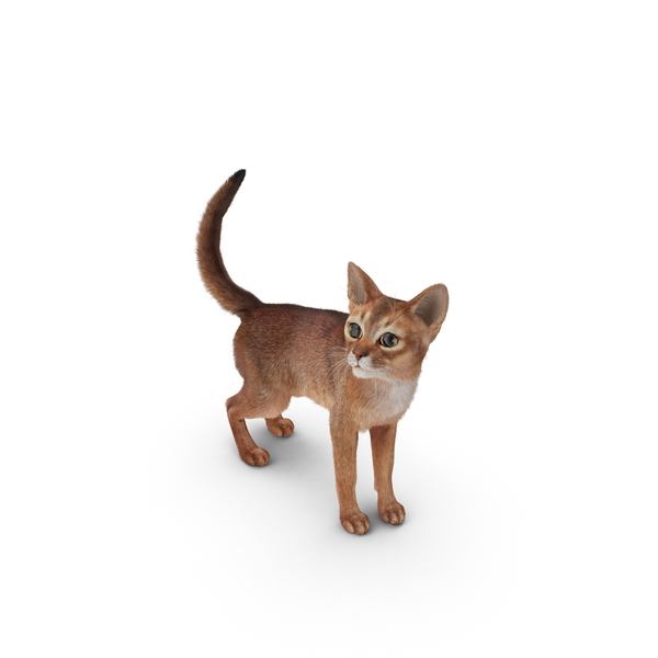 Abyssinian Cat PNG & PSD Images