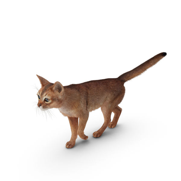 Abyssinian Cat PNG & PSD Images