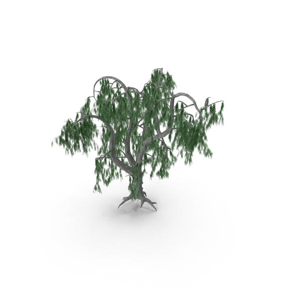 Acacia Salicina Tree PNG & PSD Images