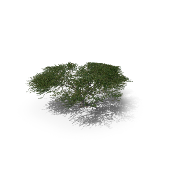 Acacia Tree PNG & PSD Images