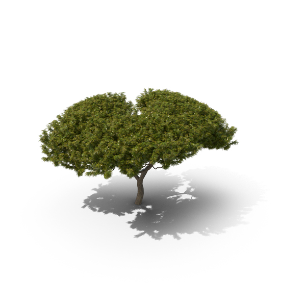 Acacia Tree PNG & PSD Images Acacia Tree PNG & PSD Images