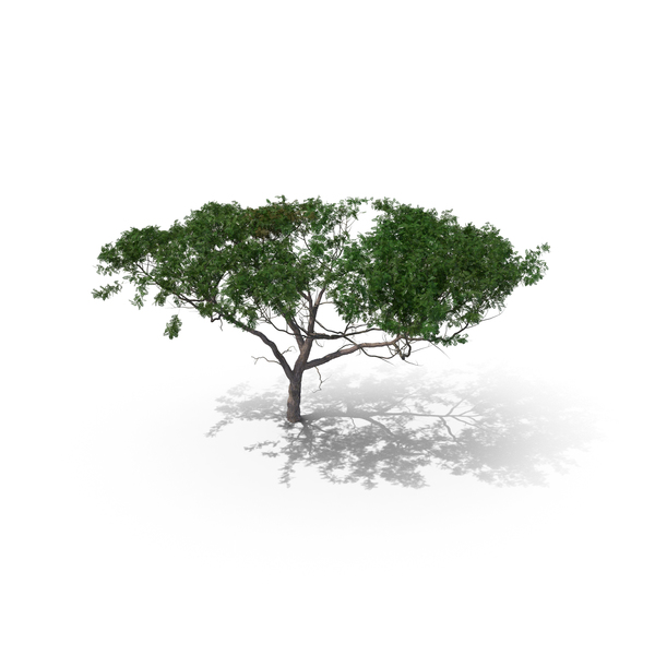 Acacia Tree PNG & PSD Images Acacia Tree PNG & PSD Images