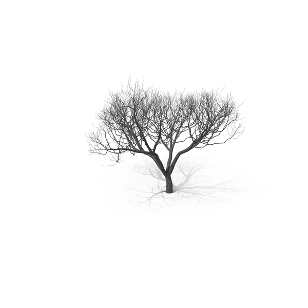Tree: Acacia PNG & PSD Images Tree: Acacia PNG & PSD Images