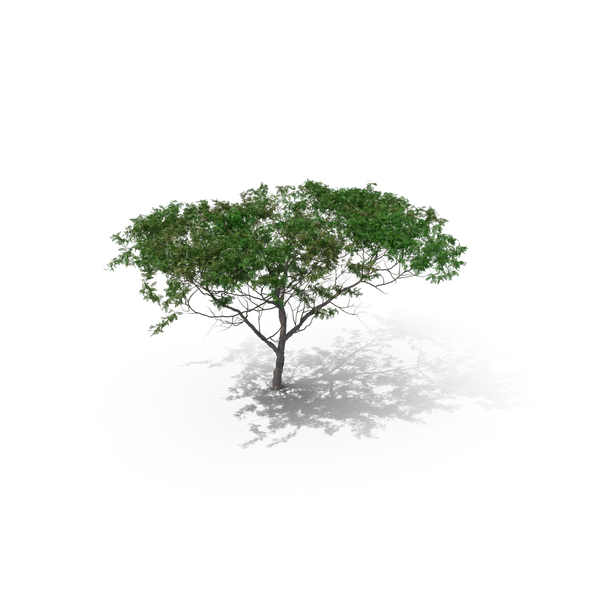 Acacia Tree Type PNG & PSD Images Acacia Tree Type PNG & PSD Images