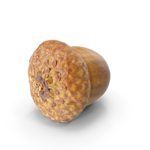 acorn photoshop download